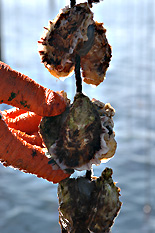 Corde d’huîtres avant immersion